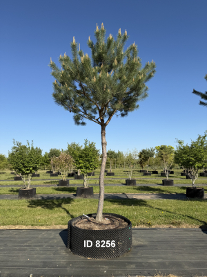Christoph-Ulmer-Baumschulen-Weilheim-Teck-8255-Pinus-sylvestris-abstrakte-Staemme-Kiefer