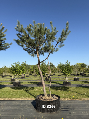 Christoph-Ulmer-Baumschulen-Weilheim-Teck-8256-Pinus-sylvestris-abstrakte-Staemme-Kiefer