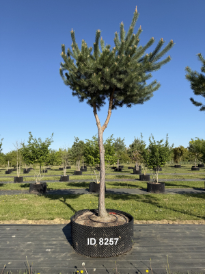 Christoph-Ulmer-Baumschulen-Weilheim-Teck-8257-Pinus-sylvestris-abstrakte-Staemme-Kiefer