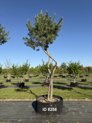 Christoph-Ulmer-Baumschulen-Weilheim-Teck-8258-Pinus-sylvestris-abstrakte-Staemme-Kiefer