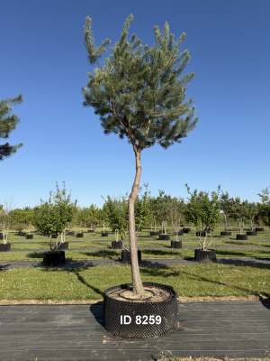 Christoph-Ulmer-Baumschulen-Weilheim-Teck-8259-Pinus-sylvestris-abstrakte-Staemme-Kiefer