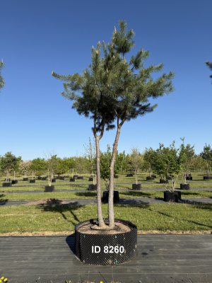 Christoph-Ulmer-Baumschulen-Weilheim-Teck-8260-Pinus-sylvestris-abstrakte-Staemme-Kiefer