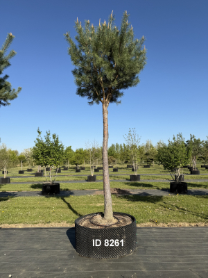 Christoph-Ulmer-Baumschulen-Weilheim-Teck-8261-Pinus-sylvestris-abstrakte-Staemme-Kiefer