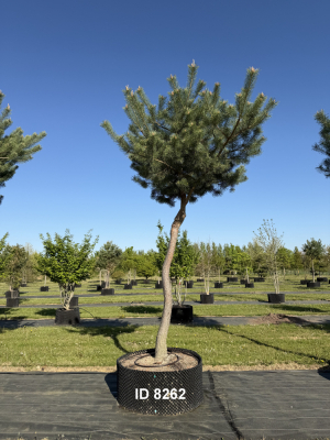 Christoph-Ulmer-Baumschulen-Weilheim-Teck-8262-Pinus-sylvestris-abstrakte-Staemme-Kiefer