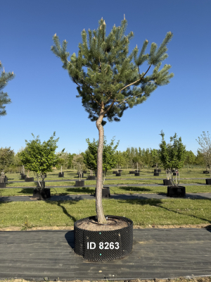 Christoph-Ulmer-Baumschulen-Weilheim-Teck-8263-Pinus-sylvestris-abstrakte-Staemme-Kiefer
