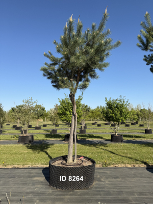 Christoph-Ulmer-Baumschulen-Weilheim-Teck-8264-Pinus-sylvestris-abstrakte-Staemme-Kiefer