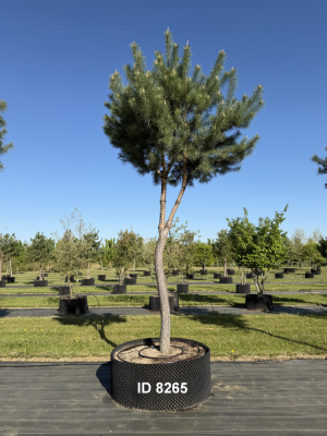 Christoph-Ulmer-Baumschulen-Weilheim-Teck-8265-Pinus-sylvestris-abstrakte-Staemme-Kiefer