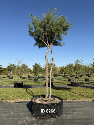 Christoph-Ulmer-Baumschulen-Weilheim-Teck-8266-Pinus-sylvestris-abstrakte-Staemme-Kiefer