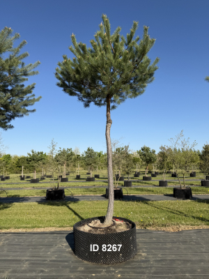 Christoph-Ulmer-Baumschulen-Weilheim-Teck-8267-Pinus-sylvestris-abstrakte-Staemme-Kiefer