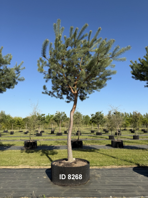Christoph-Ulmer-Baumschulen-Weilheim-Teck-8268-Pinus-sylvestris-abstrakte-Staemme-Kiefer