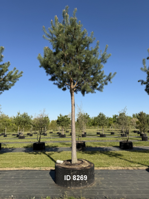Christoph-Ulmer-Baumschulen-Weilheim-Teck-8269-Pinus-sylvestris-abstrakte-Staemme-Kiefer