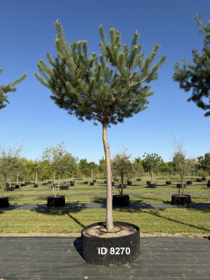 Christoph-Ulmer-Baumschulen-Weilheim-Teck-8270-Pinus-sylvestris-abstrakte-Staemme-Kiefer