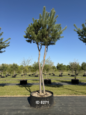 Christoph-Ulmer-Baumschulen-Weilheim-Teck-8271-Pinus-sylvestris-abstrakte-Staemme-Kiefer