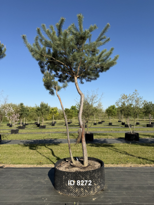 Christoph-Ulmer-Baumschulen-Weilheim-Teck-8272-Pinus-sylvestris-abstrakte-Staemme-Kiefer