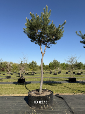 Christoph-Ulmer-Baumschulen-Weilheim-Teck-8273-Pinus-sylvestris-abstrakte-Staemme-Kiefer
