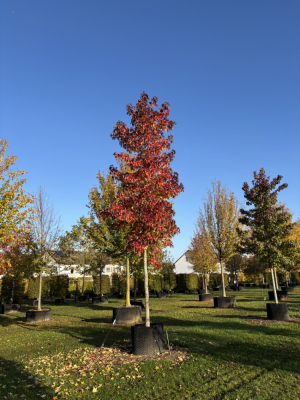 Christoph-Ulmer-Baumschulen-Weilheim-Teck-5135-Liquidamber-styraciflua-Hochstamm-Amberbaum-Herbst