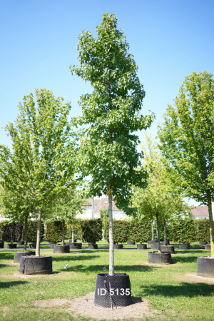 Christoph-Ulmer-Baumschulen-Weilheim-Teck-5135-Liquidamber-styraciflua-Hochstamm-Amberbaum