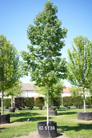 Christoph-Ulmer-Baumschulen-Weilheim-Teck-5136-Liquidamber-styraciflua-Hochstamm-Amberbaum