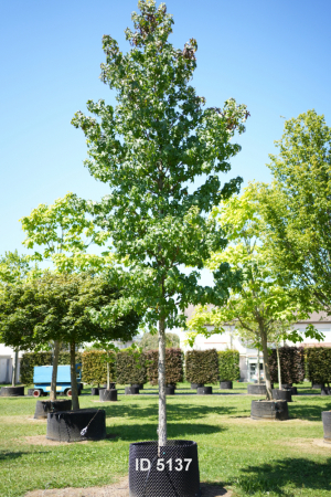 Christoph-Ulmer-Baumschulen-Weilheim-Teck-5137-Liquidamber-styraciflua-Hochstamm-Amberbaum