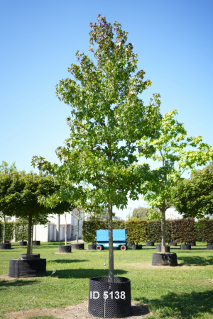 Christoph-Ulmer-Baumschulen-Weilheim-Teck-5138-Liquidamber-styraciflua-Hochstamm-Amberbaum