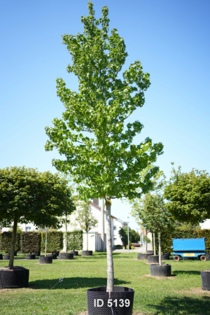Christoph-Ulmer-Baumschulen-Weilheim-Teck-5139-Liquidamber-styraciflua-Hochstamm-Amberbaum