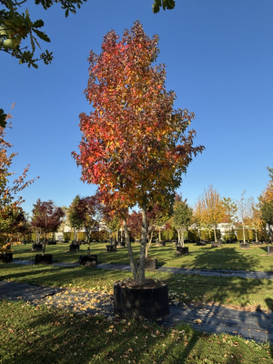 Christoph-Ulmer-Baumschulen-Weilheim-Teck-6135-Liqudiamber-styraciflua-Amberbaum-zweistaemmig-Unikat-Herbst