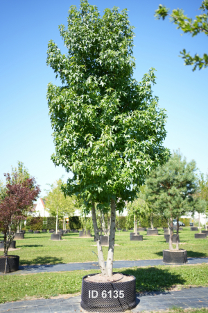 Christoph-Ulmer-Baumschulen-Weilheim-Teck-6135-Liqudiamber-styraciflua-Amberbaum-zweistaemmig-Unikat