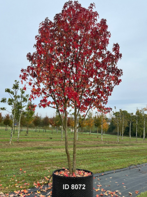 Christoph-Ulmer-Baumschulen-Weilheim-Teck-8072-Liquidamber-styraciflua-Amberbaum-mehrstaemmig-Schirmform-Herbstfaerbung