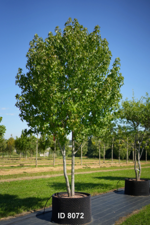 Christoph-Ulmer-Baumschulen-Weilheim-Teck-8072-Liquidamber-styraciflua-Amberbaum-mehrstaemmig-Schirmform