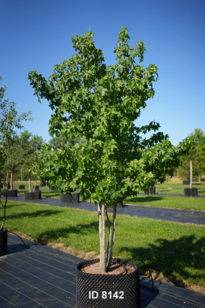 Christoph-Ulmer-Baumschulen-Weilheim-Teck-8142-Liquidamber-styraciflua-Amberbaum-mehrstaemmig-Schirmform