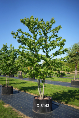 Christoph-Ulmer-Baumschulen-Weilheim-Teck-8143-Liquidamber-styraciflua-Amberbaum-mehrstaemmig-Schirmform