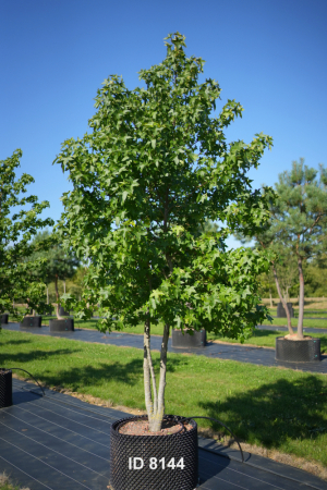 Christoph-Ulmer-Baumschulen-Weilheim-Teck-8144-Liquidamber-styraciflua-Amberbaum-mehrstaemmig-Schirmform