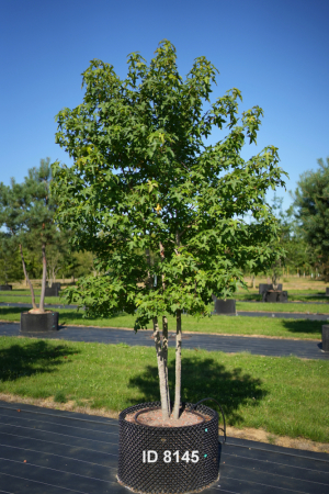 Christoph-Ulmer-Baumschulen-Weilheim-Teck-8145-Liquidamber-styraciflua-Amberbaum-mehrstaemmig-Schirmform