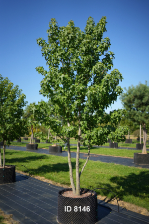 Christoph-Ulmer-Baumschulen-Weilheim-Teck-8146-Liquidamber-styraciflua-Amberbaum-mehrstaemmig-Schirmform