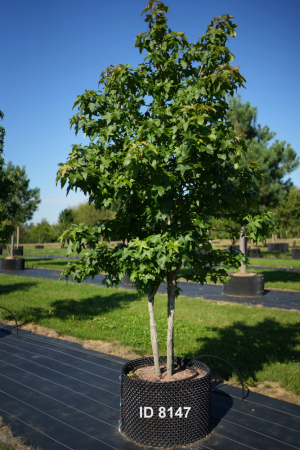 Christoph-Ulmer-Baumschulen-Weilheim-Teck-8147-Liquidamber-styraciflua-Amberbaum-mehrstaemmig-Schirmform