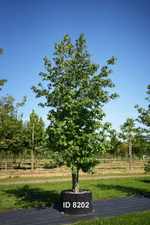 Christoph-Ulmer-Baumschulen-Weilheim-Teck-8202-Liquidamber-styraciflua-Amberbaum-mehrstaemmig-Schirmform
