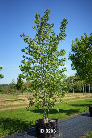 Christoph-Ulmer-Baumschulen-Weilheim-Teck-8203-Liquidamber-styraciflua-Amberbaum-mehrstaemmig-Schirmform