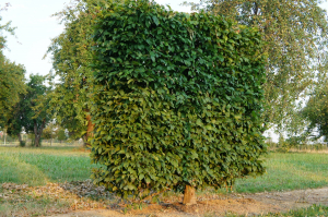 Christoph-Ulmer-Baumschulen-Weilheim-Teck-Formgehoelze-Hainbuchen-Spalier-1.jpg&width=753&height=794SC
