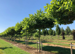 Christoph-Ulmer-Baumschulen-Weilheim-Teck-Formgehoelze-Platanus-hispanica-07-19