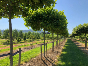 Christoph-Ulmer-Baumschulen-Weilheim-Teck-Formgehoelze-Platanus-hispanica-07-19a