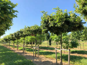 Christoph-Ulmer-Baumschulen-Weilheim-Teck-Formgehoelze-Tilia-platyphyllos-05-19