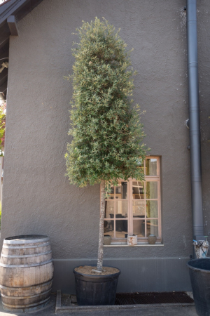 ID-Nr-Quercus-ilex-Steineiche-1