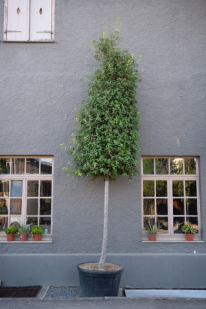 ID-Nr-Quercus-ilex-Steineiche-2