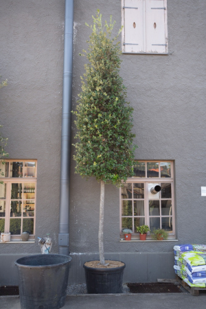 ID-Nr-Quercus-ilex-Steineiche-3