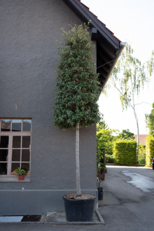 ID-Nr-Quercus-ilex-Steineiche-4