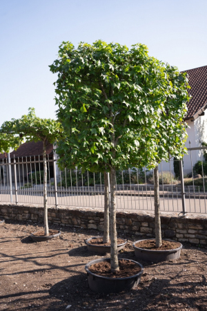 ID-Nr-Spalier-Liquidamber