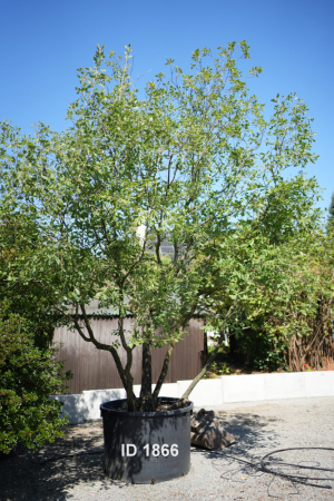 Christoph-Ulmer-Baumschulen-Weilheim-Teck-1866-Quercus-pubescens-Flaumeiche-mehrstaemmig