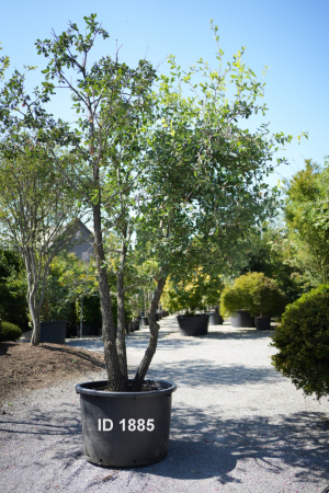 Christoph-Ulmer-Baumschulen-Weilheim-Teck-1885-Quercus-pubescens-Flaumeiche-mehrstaemmig
