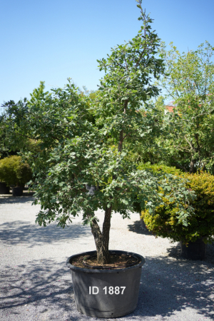 Christoph-Ulmer-Baumschulen-Weilheim-Teck-1887-Quercus-pubescens-Flaumeiche-mehrstaemmig