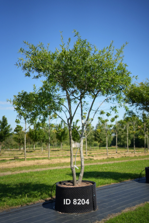Christoph-Ulmer-Baumschulen-Weilheim-Teck-204-Quercus-phellos-Dach